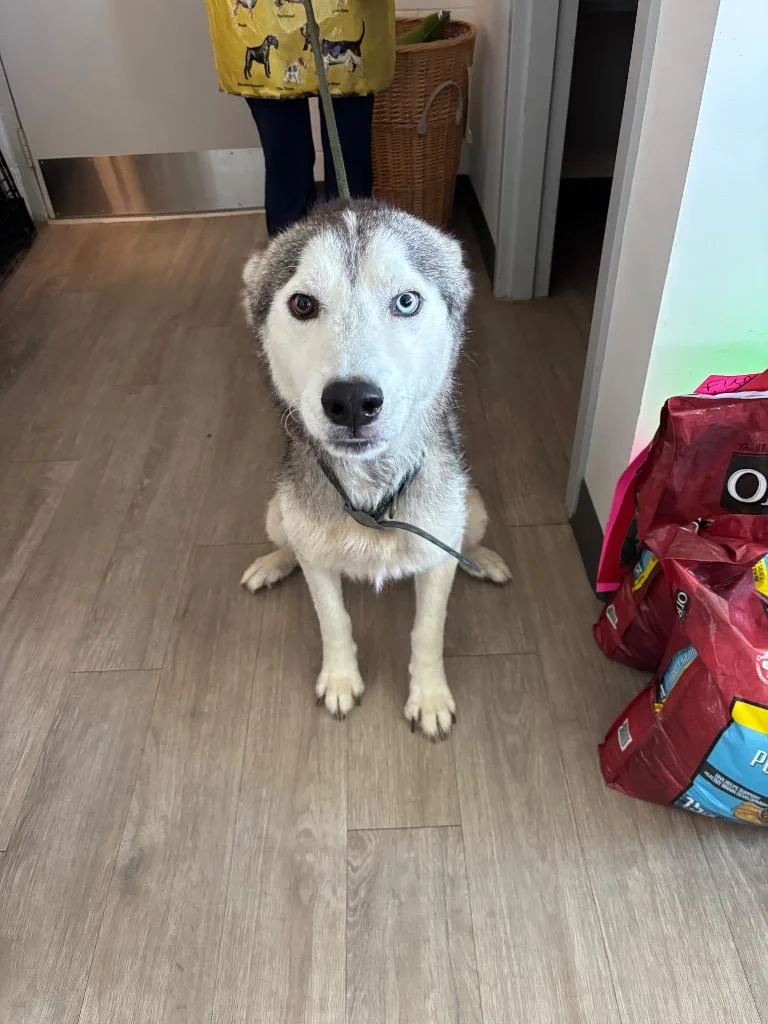 A young large-sized male Siberian Husky dog named Rocky for adoption in Metter, GA