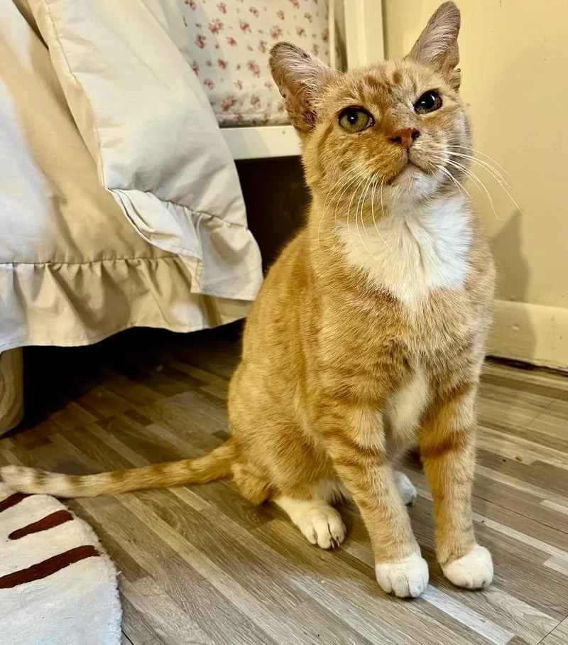 An adult medium-sized male Orange / Red Domestic Short Hair cat named Ashford for adoption in Brooklyn, NY