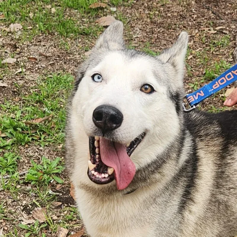 Cisco Jum thumbnail 2