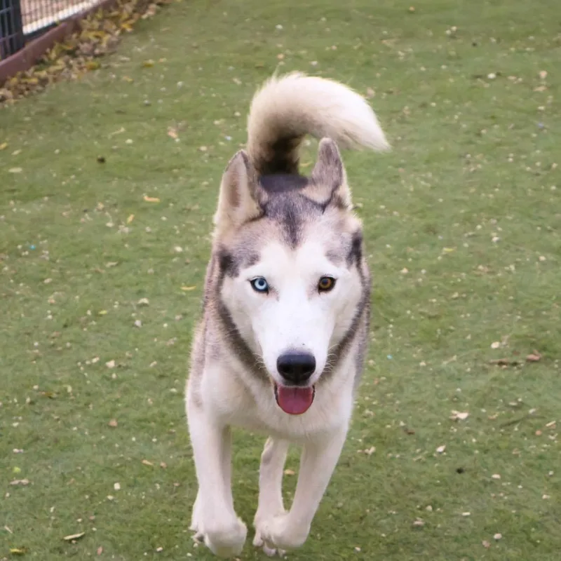 Cisco Jum thumbnail 3