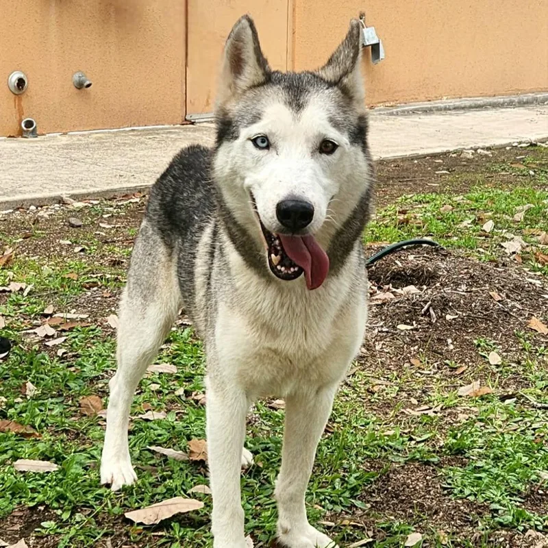 Cisco Jum thumbnail 4