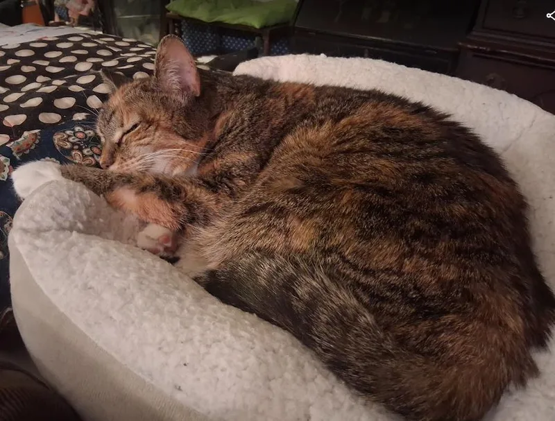 A senior medium-sized female Torbie cat named Maisy Special Needs:  for adoption in FITCHBURG, MA