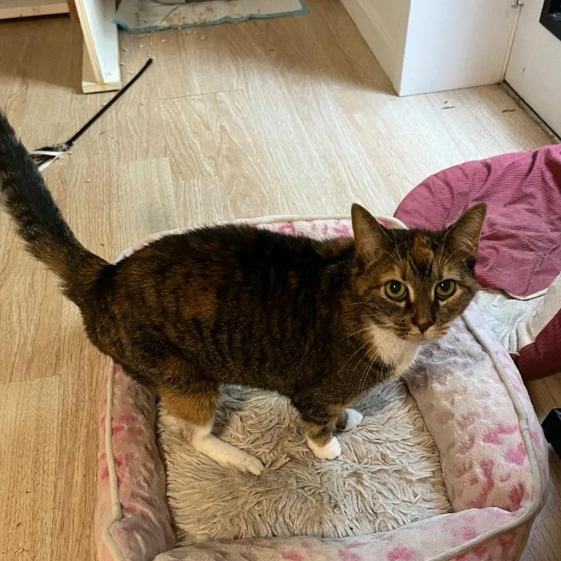 Maisy Special Needs:  thumbnail 4