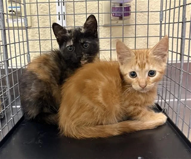 A baby small-sized female Domestic Short Hair cat named Tori for adoption in Fort Myers, FL