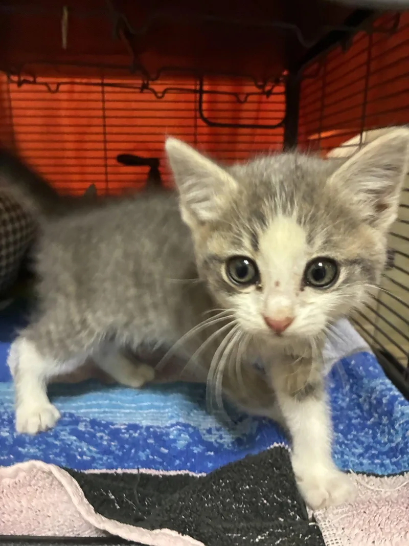 A baby medium-sized male Gray & White Domestic Short Hair cat named Burrito.. for adoption in Plano, TX