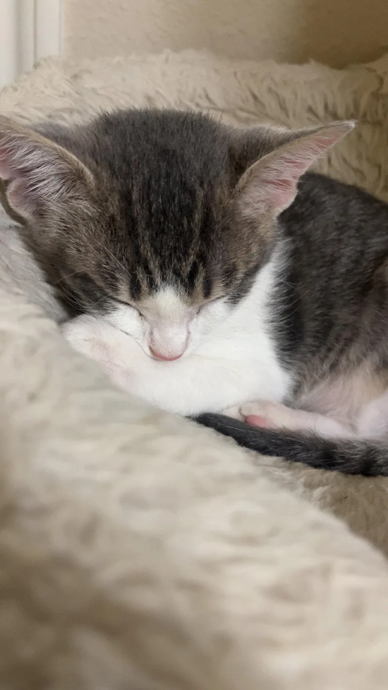 Burrito.. thumbnail 2