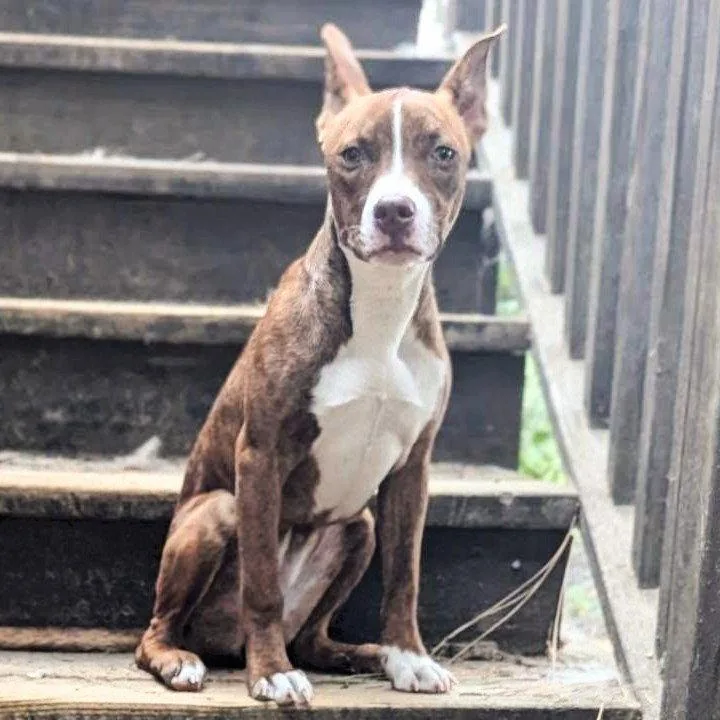 A baby medium-sized female Pit Bull Terrier dog named Birdie for adoption in Oakland, CA
