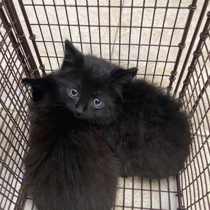 A baby small-sized male Black Domestic Medium Hair cat named Umbreon for adoption in Galveston, TX