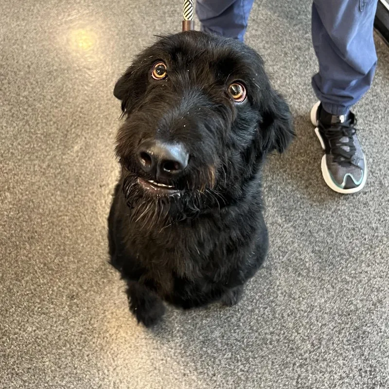 An adult large-sized male Black Labrador Retriever dog named Major for adoption in Allentown, PA