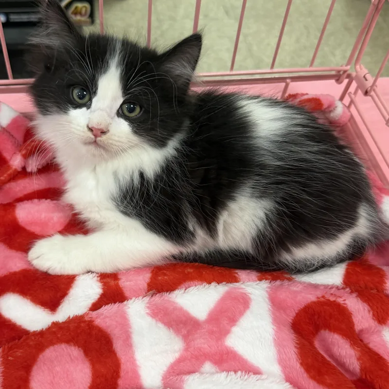 Azusa Bw Fluff Boy thumbnail 2