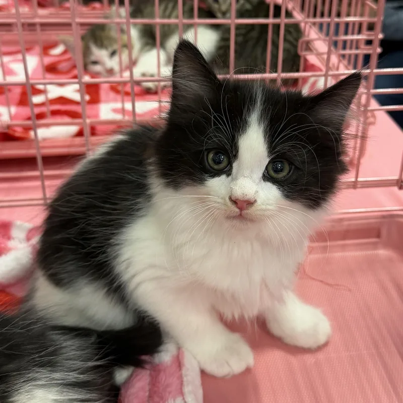 Azusa Bw Fluff Boy thumbnail 3