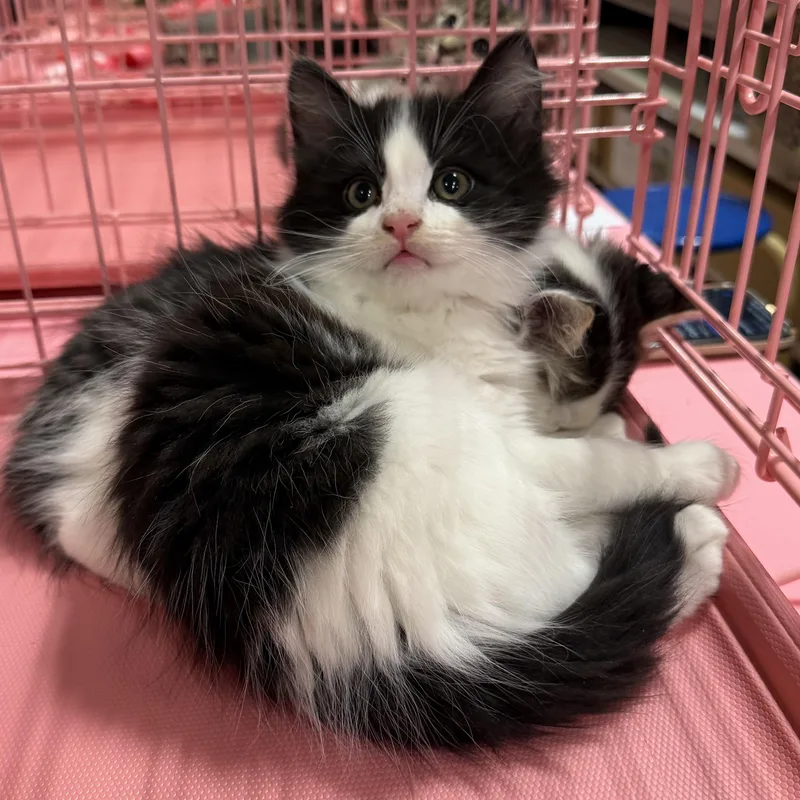 Azusa Bw Fluff Boy thumbnail 4