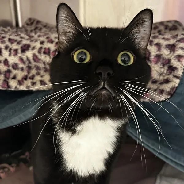 An adult medium-sized male Domestic Short Hair cat named Orion for adoption in Oakland, CA