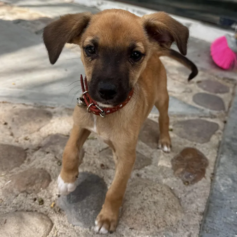 A baby small-sized male Brown / Chocolate Chiweenie dog named Tommy for adoption in Manvel, TX