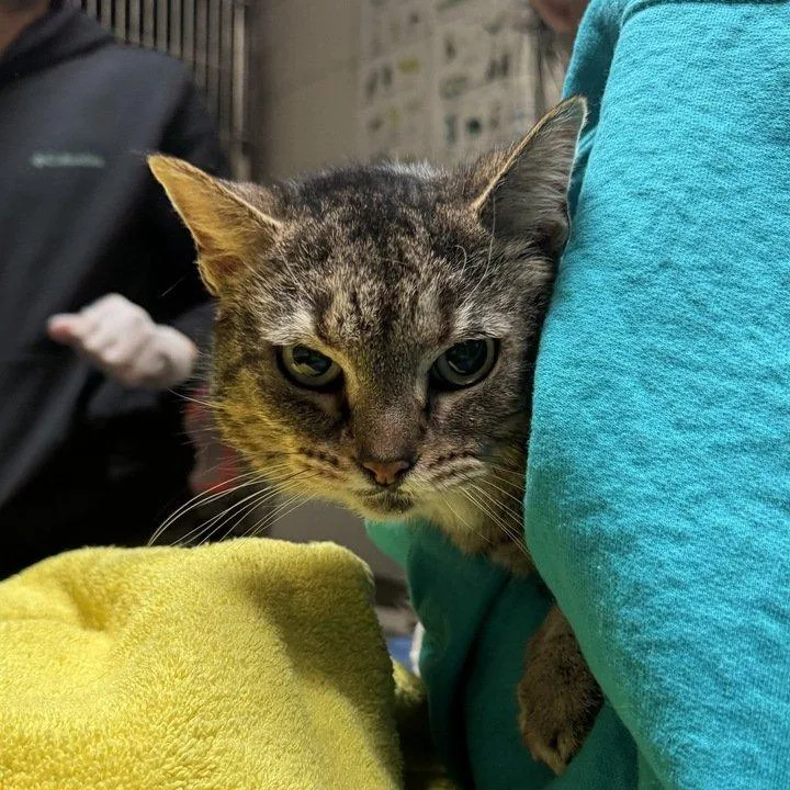 A senior small-sized female Tabby (Brown / Chocolate) Domestic Short Hair cat named Prue for adoption in Raleigh, NC