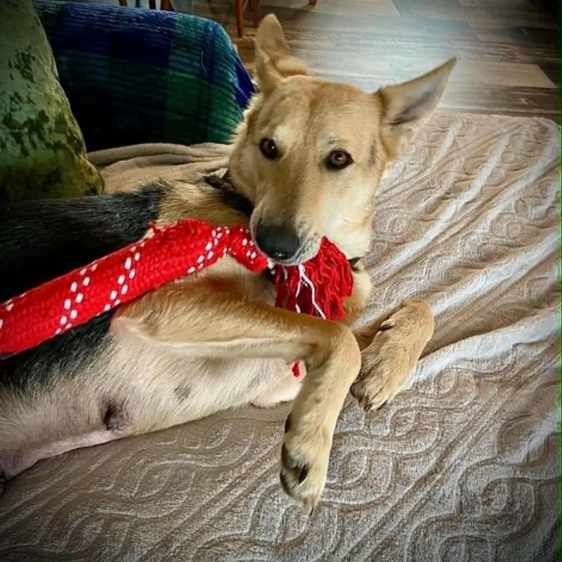 An adult large-sized female Yellow / Tan / Blond / Fawn German Shepherd Dog dog named Ginger for adoption in Wantagh, NY