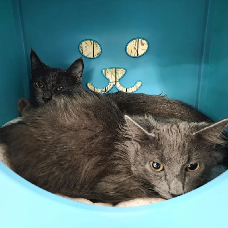 A young medium-sized male Domestic Short Hair cat named Pepper for adoption in Oshkosh, WI