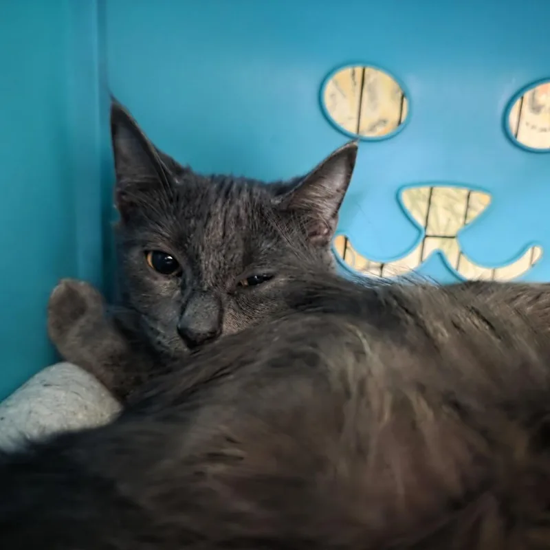 Pepper thumbnail 3