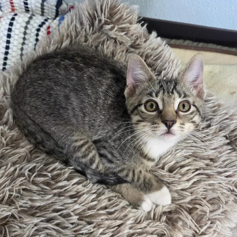 Vulture thumbnail 3