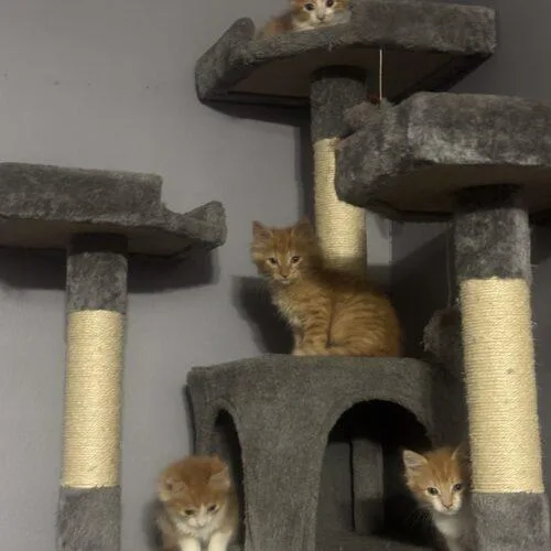 A baby small-sized female Domestic Long Hair cat named Briar for adoption in Kirksville, MO