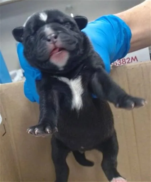 A baby small-sized male Staffordshire Bull Terrier dog named Monn for adoption in Oklahoma City, OK