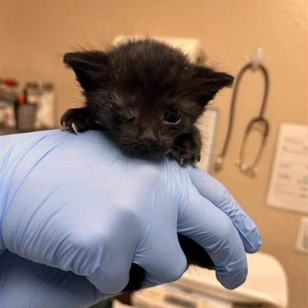 A baby small-sized male Black Domestic Short Hair cat named Cyclops for adoption in Tempe, AZ