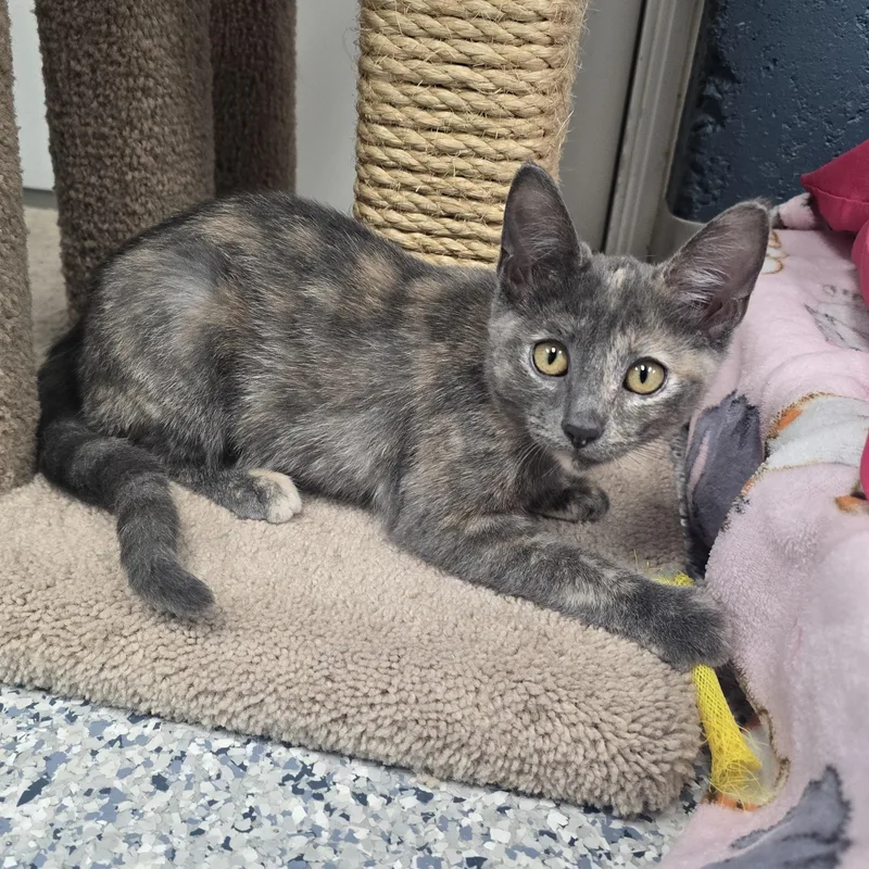 A baby medium-sized female Dilute Tortoiseshell Domestic Short Hair cat named Cleo for adoption in Farmington, MO