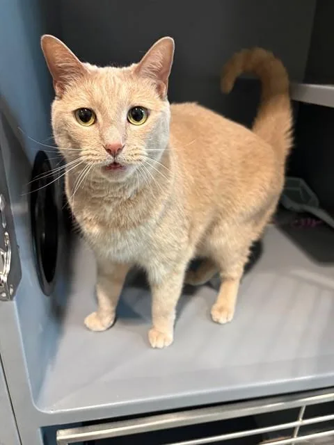 A senior medium-sized female Domestic Short Hair cat named Rosie for adoption in Leesburg, VA