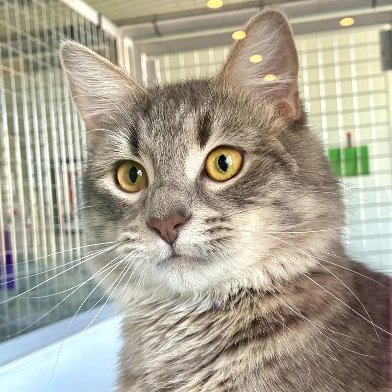 A young medium-sized male Gray / Blue / Silver Domestic Medium Hair cat named Griffin for adoption in Skokie, IL