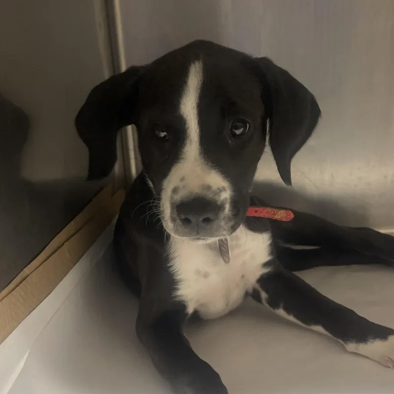 A baby small-sized female Black Mixed Breed dog named Tx Quackie for adoption in Port Washington, NY