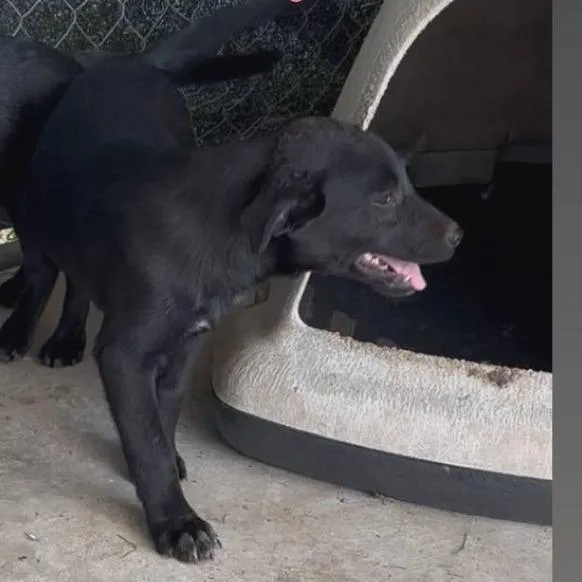 A baby medium-sized female Black Labrador Retriever dog named Rose for adoption in Austin, TX