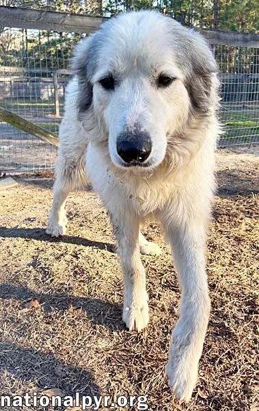 Thor In Ga  thumbnail 2