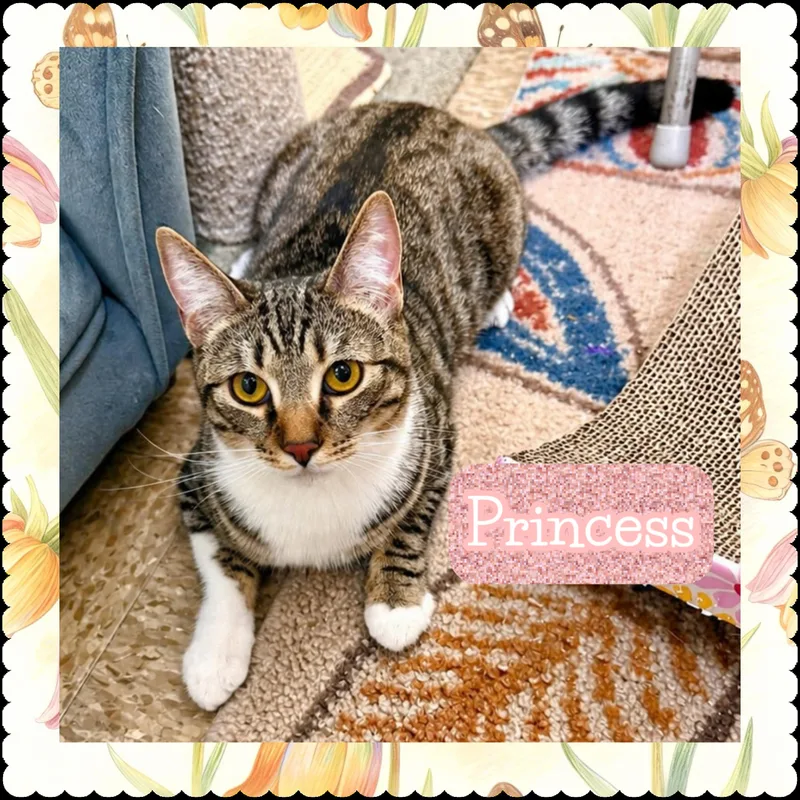 A young medium-sized female Tabby (Buff / Tan / Fawn) Domestic Long Hair cat named Princess for adoption in Walnut, CA