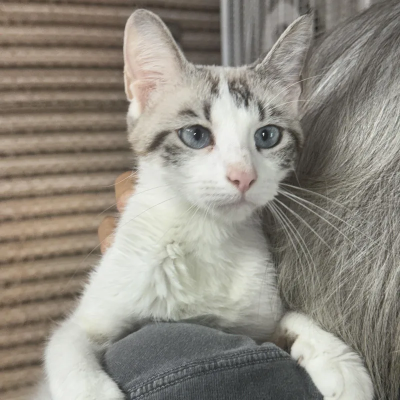 A young medium-sized female Siamese cat named Sterling for adoption in Lees Summit, MO