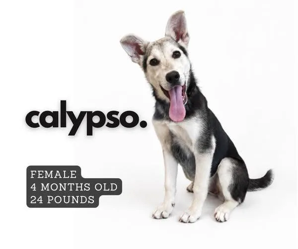 Calypso