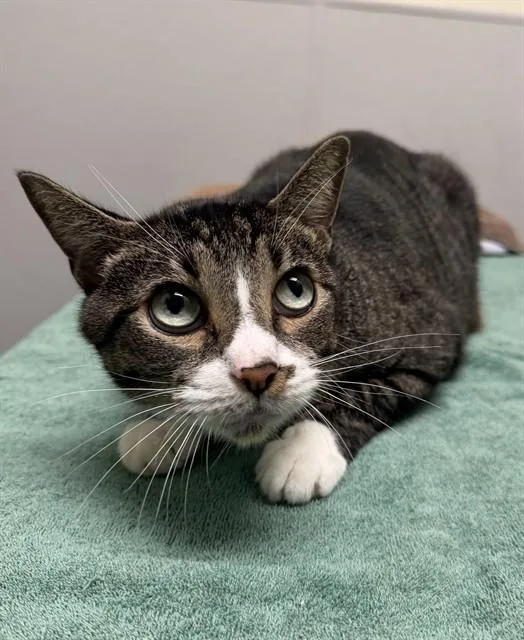An adult medium-sized male Domestic Short Hair cat named Basil for adoption in Leesburg, VA