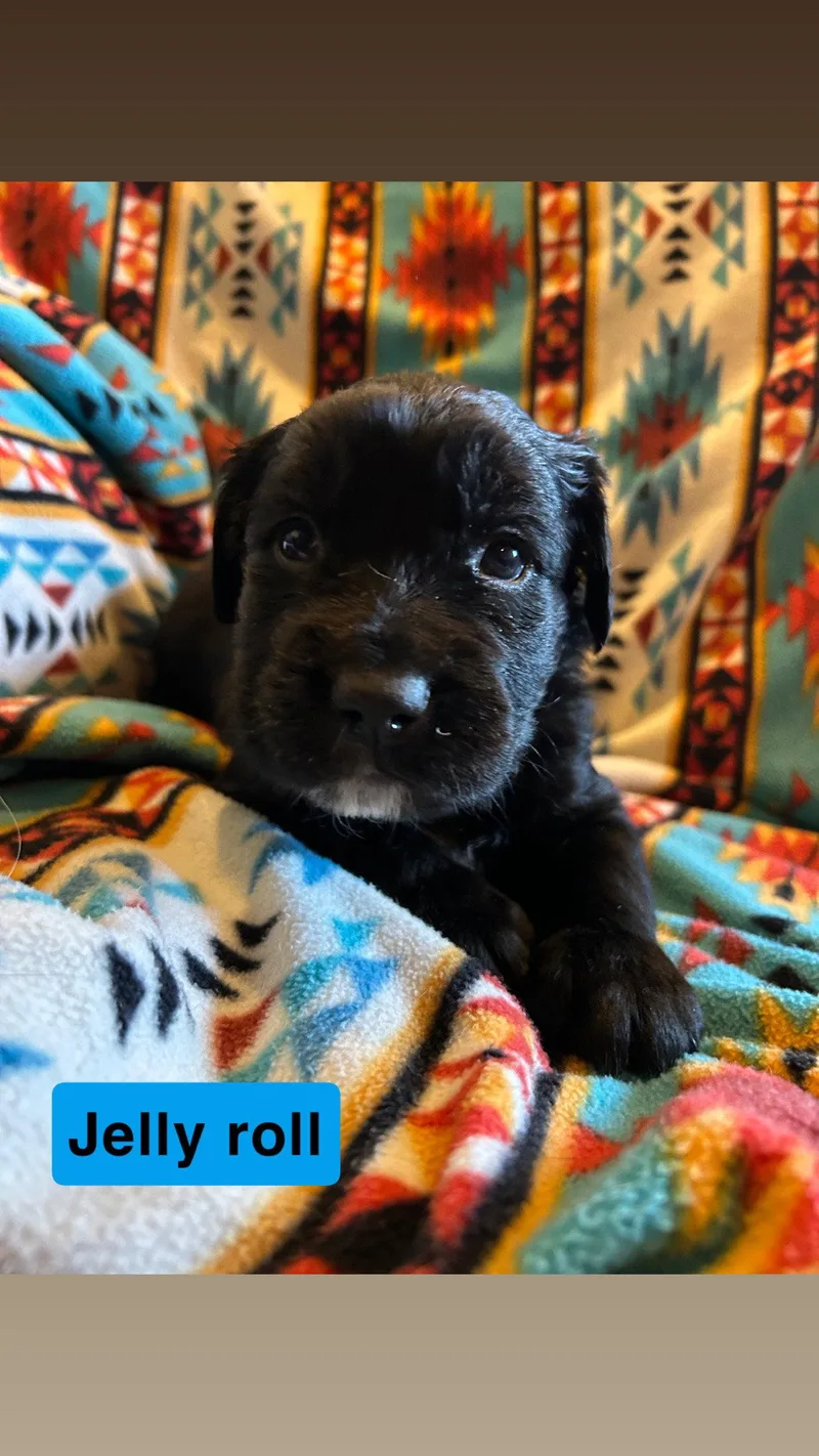 Jelly Roll