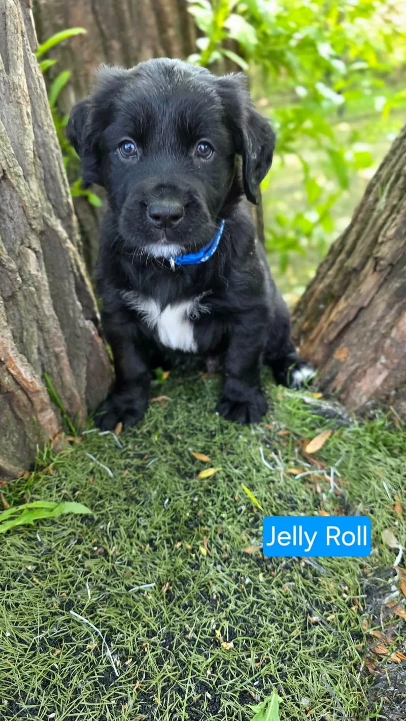 Jelly Roll thumbnail 2