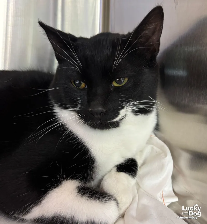 A young medium-sized male Domestic Short Hair cat named Taco for adoption in Washington, DC