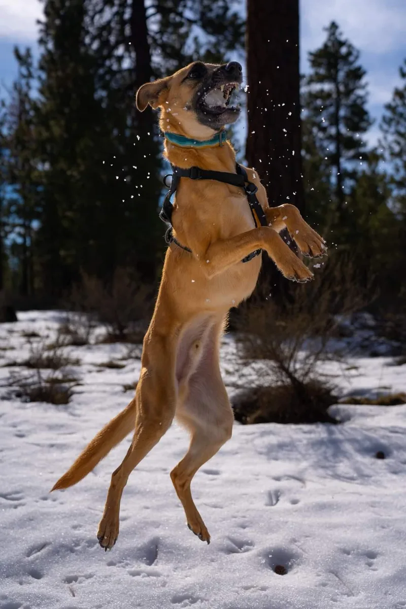 An adult medium-sized male German Shepherd Dog dog named Piri Piri for adoption in Kensington, CA