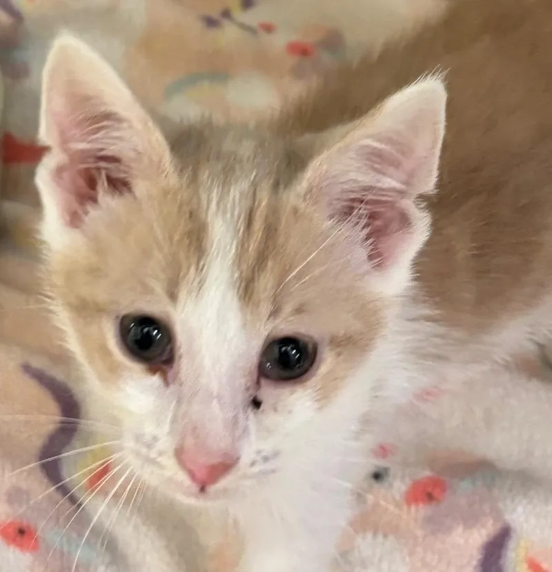 A baby small-sized male Domestic Short Hair cat named Fawn for adoption in Elizabethton, TN