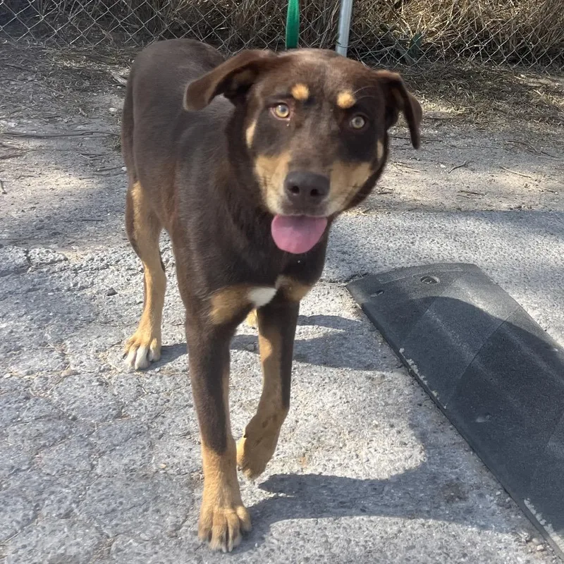 Fudge Brownie thumbnail 2