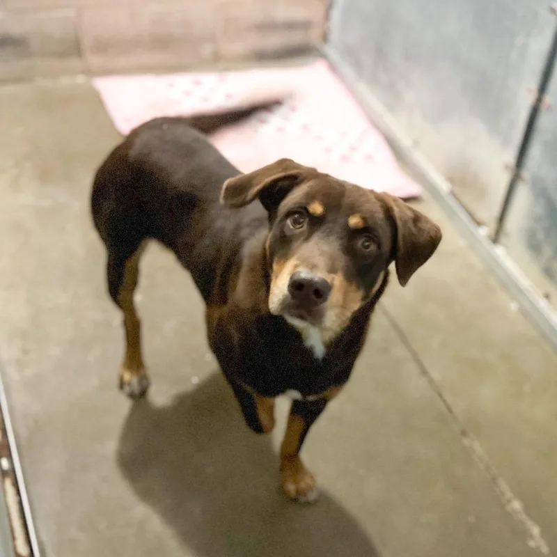 Fudge Brownie thumbnail 3