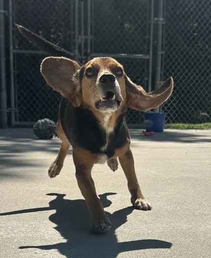 An adult small-sized male Beagle dog named Angus for adoption in King William, VA