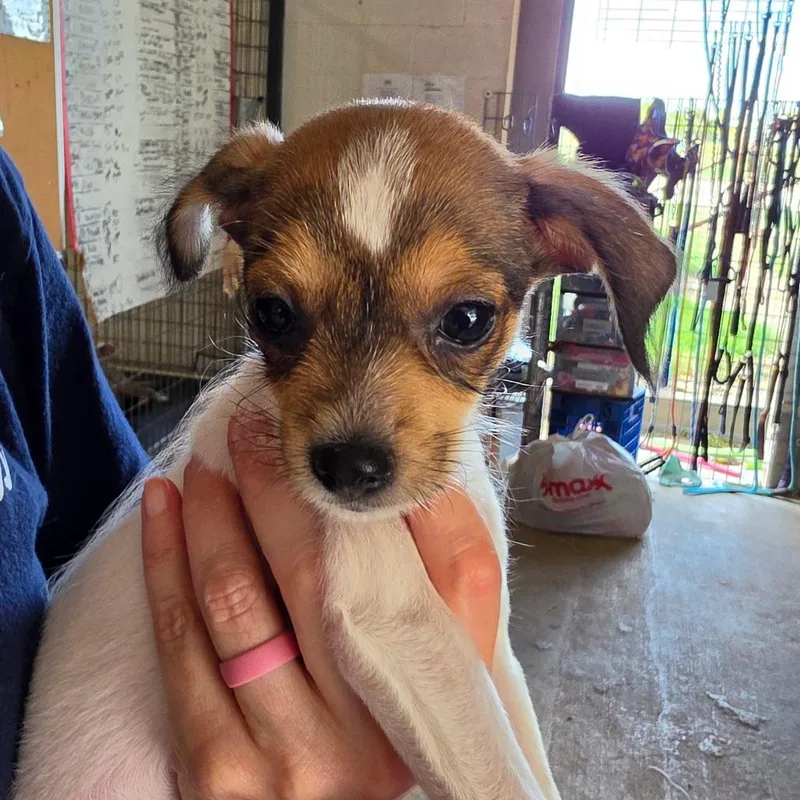 A baby small-sized male White / Cream Mixed Breed dog named Invisi Billy for adoption in Leander, TX