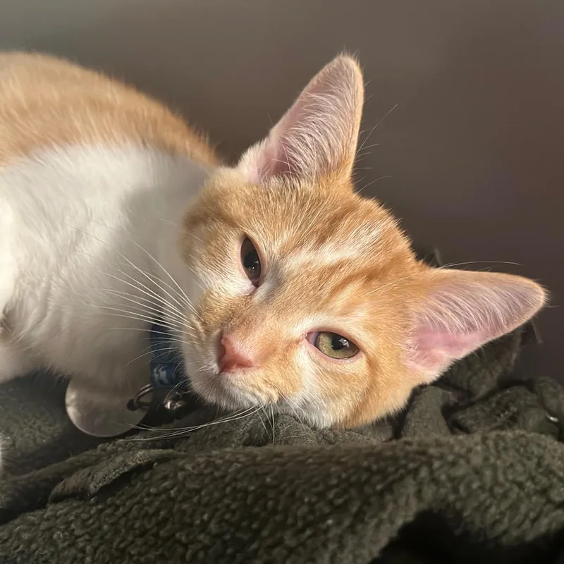 A baby small-sized male Orange / Red Domestic Short Hair cat named WV Harvest for adoption in Port Washington, NY