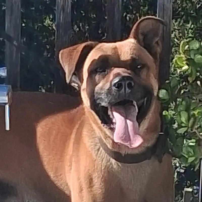 Rolo