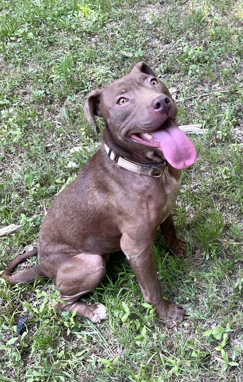 Cocoapup thumbnail 2