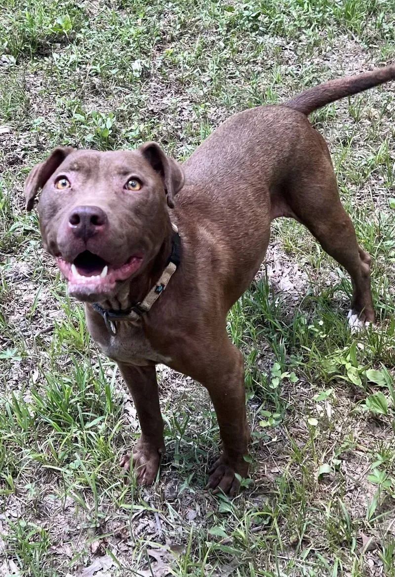 Cocoapup thumbnail 3