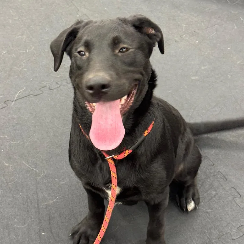 A baby medium-sized female Black Labrador Retriever dog named Paige for adoption in North Bend, OR